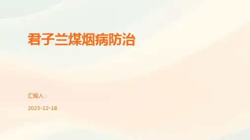 君子兰煤烟病防治