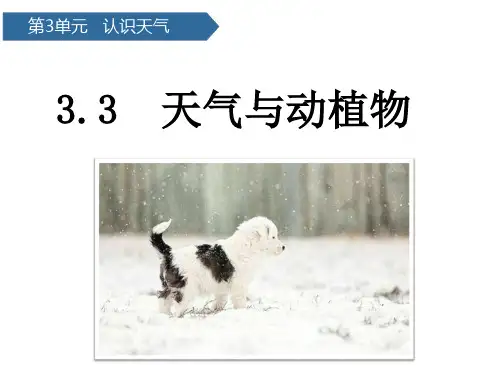 二年级下册科学课件天气与动植物 青岛版(六年制)(共12页)PPT