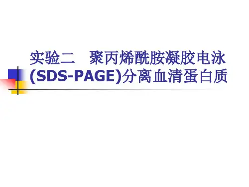 实验二聚丙烯酰胺凝胶电泳(SDS-PAGE)分离血清蛋白质