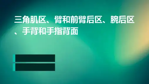 三角肌区、臂和前臂后区、腕后区、手背和手指背面