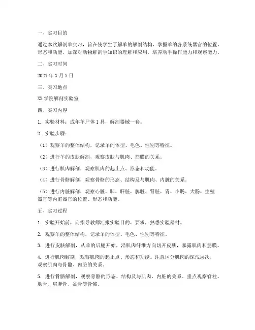 解刨羊的实习报告