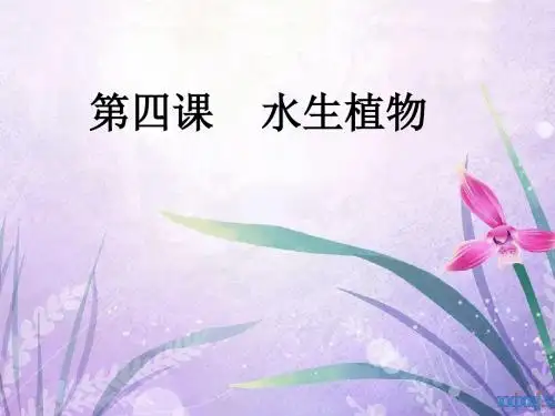 三年级 教科版三上科学_水生植物