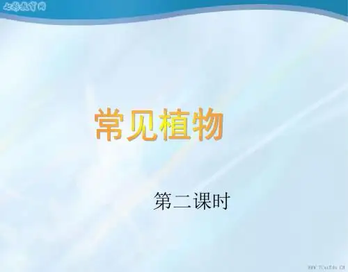 科学七年级上浙教版2.3常见的植物课件1.