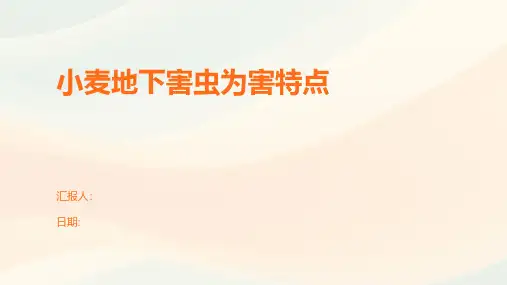 小麦地下害虫为害特点