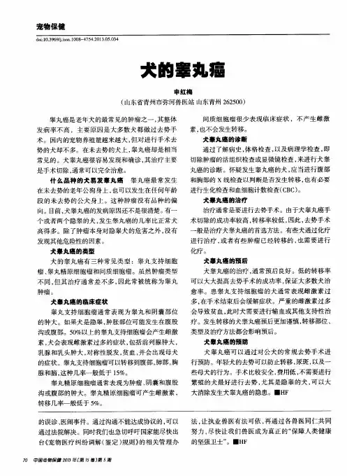 犬的睾丸癌