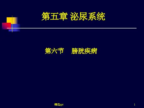 医学超声影像学-膀胱超声ppt课件