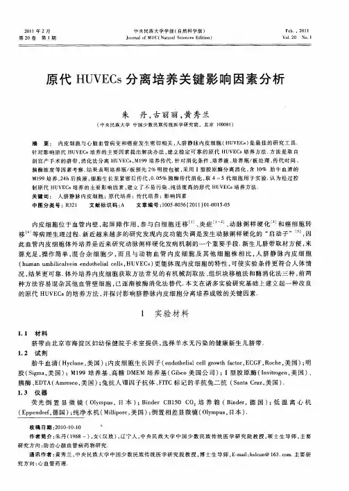 原代HUVECs分离培养关键影响因素分析