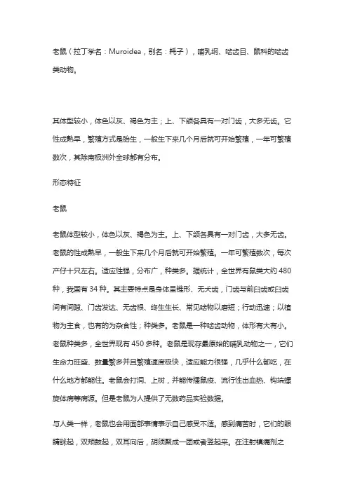 老鼠属于什么类动物