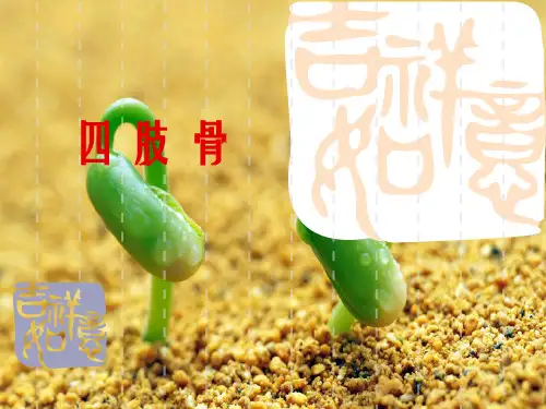 正常人体解剖学之四肢骨骼幻灯片PPT
