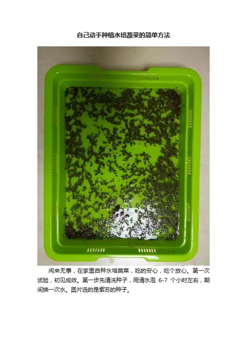 自己动手种植水培蔬菜的简单方法