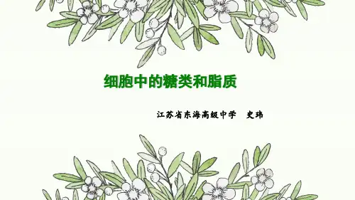 细胞中的糖类和脂质说课课件(共27张PPT)