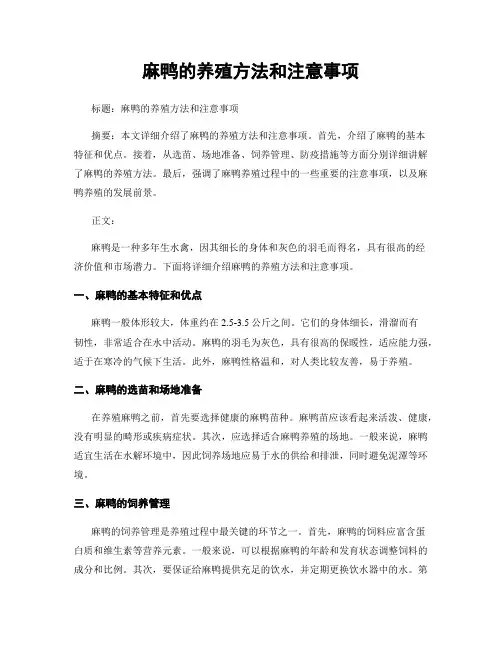 麻鸭的养殖方法和注意事项
