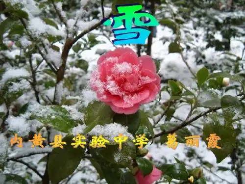 八年级下册第二单元第6课《雪》课件