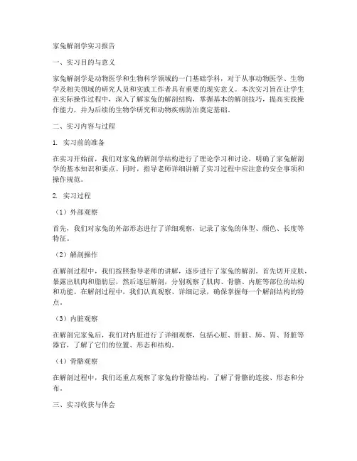家兔解剖学的实习报告