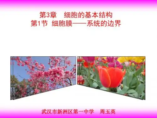 人教版高中生物必修一第三章第1节《细胞膜——系统的边界》(共21张PPT)