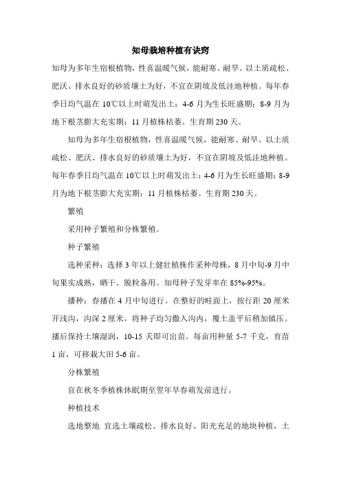 知母栽培种植有诀窍