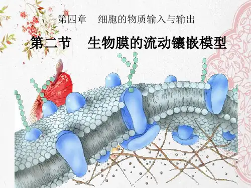 新版人教生物生物膜的流动镶嵌模型(共16张PPT)学习演示PPT课件