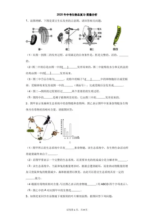 初中-生物-中考-2020年中考生物总复习-图像分析