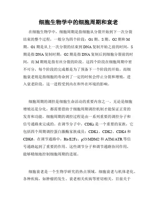 细胞生物学中的细胞周期和衰老
