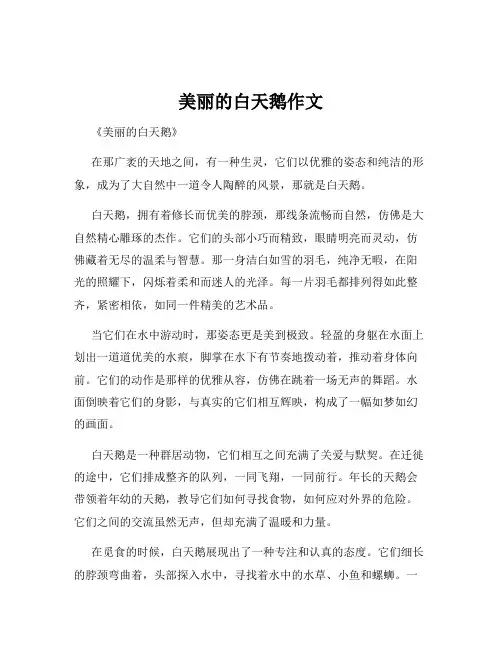 美丽的白天鹅作文