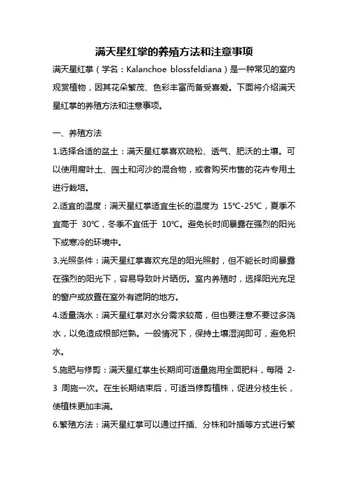 满天星红掌的养殖方法和注意事项