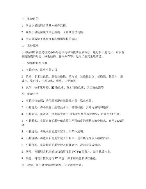小鼠肠切片实验报告