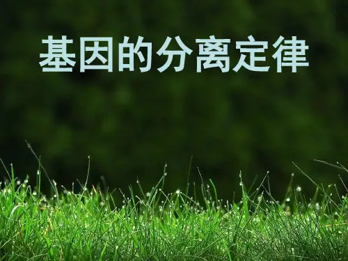 生物必修2第一节《基因的分离定律》ppt
