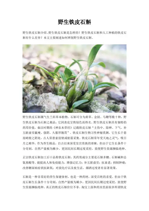 野生铁皮石斛