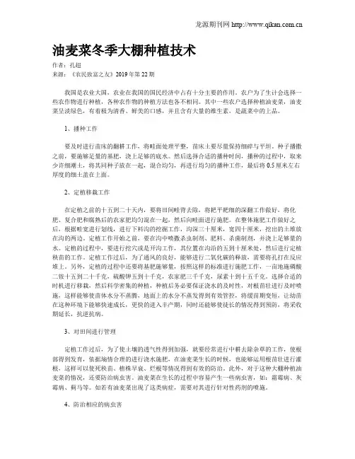 油麦菜冬季大棚种植技术