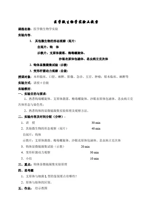 医学微生物学实验-5