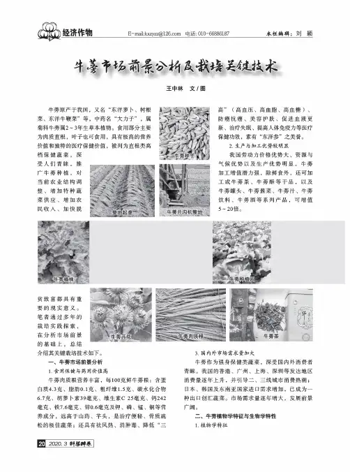 牛蒡市场前景分析及栽培关键技术
