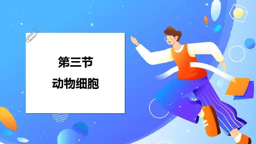 1.2.3动物细胞(15张PPT)生物