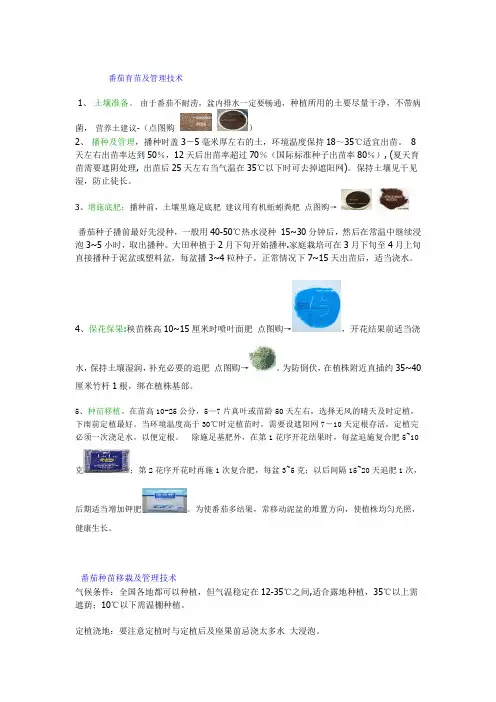 番茄育苗及管理技术