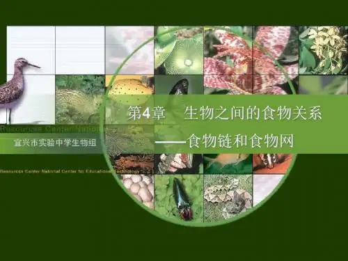 生物之间的食物关系——食物链和食物网PPT课件 苏科版