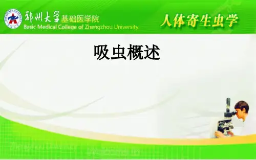 吸虫概述_ppt课件