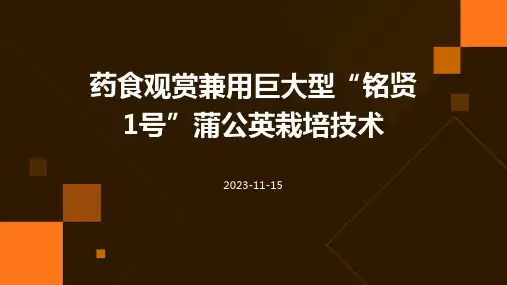 药食观赏兼用巨大型“铭贤1号”蒲公英栽培技术