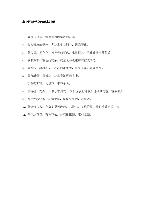 真正四季开花的藤本月季