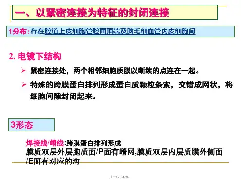 细胞连接与细胞粘连