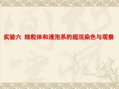 线粒体超活染色