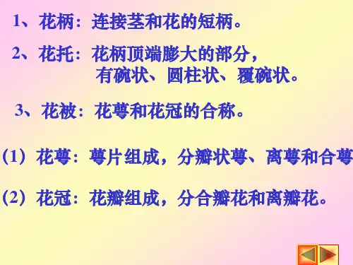第四节花的形态和生理