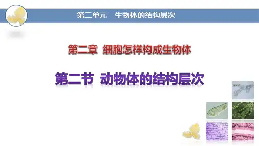 《动物体的结构层次》PPT优秀课件