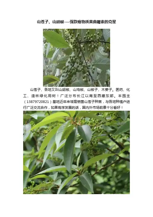 山苍子、山胡椒-—强致癌物质黄曲霉素的克星