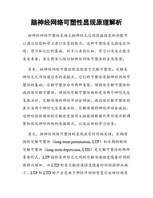 脑神经网络可塑性显现原理解析