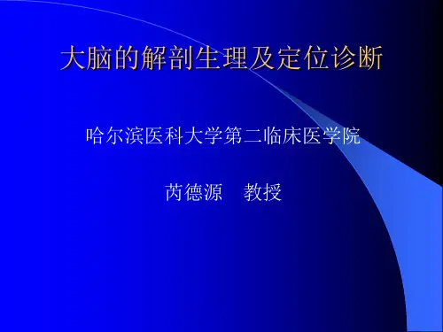 大脑的解剖生理及定位诊断
