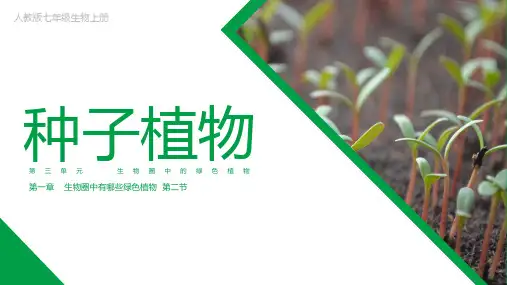 第二节种子植物课件(人教版生物)
