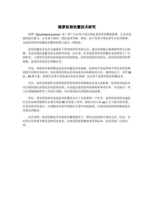 绿萝组培快繁技术研究