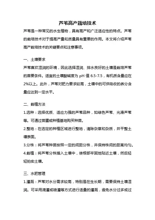 芦苇高产栽培技术