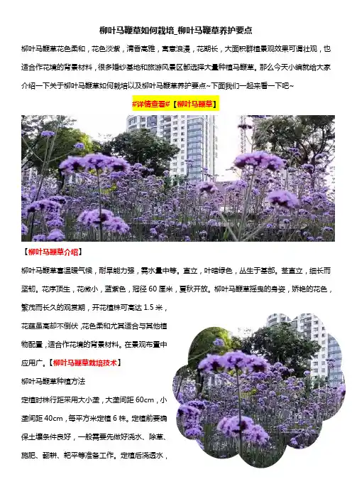 柳叶马鞭草如何栽培_柳叶马鞭草养护要点