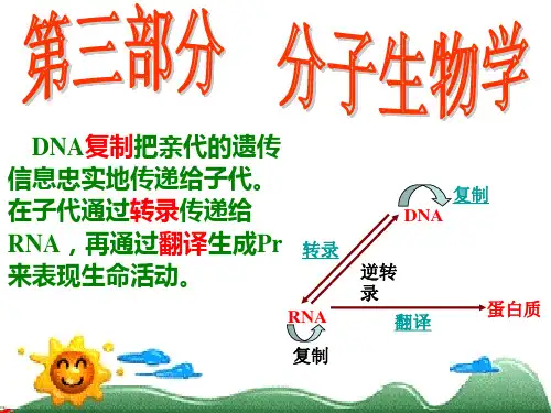 第三部分 复制转录和翻译