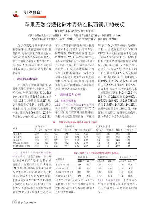 苹果无融合矮化砧木青砧在陕西铜川的表现